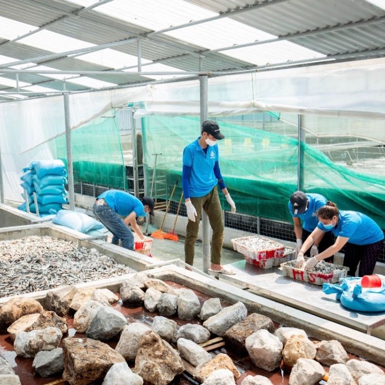 Quy trình sản xuất mắm tôm Ba Làng TH