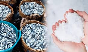 Bước 3: Trộn Cá Và Muối Theo Tỷ Lệ Chuẩn 3:1